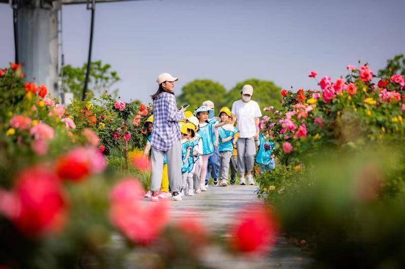 108种月季花开成花海武汉最大月季专类园在金银湖畔亮相