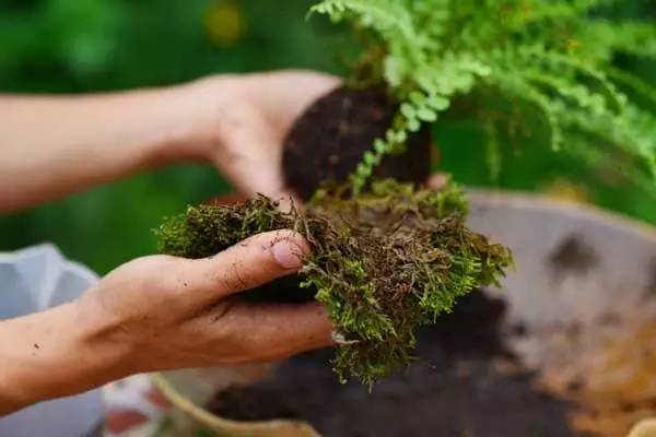 植被冬季养护忙津城“护绿”招数多